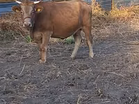 Krowa, Swiss cattle — zdjęcie 4