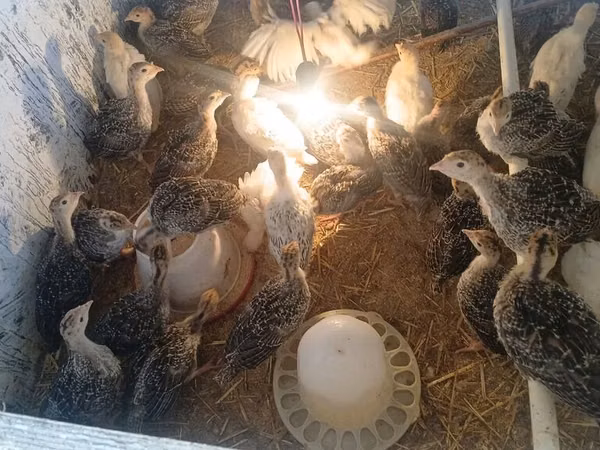 Turkeys
