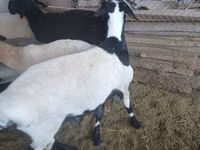 كبش, Rhon sheep — الصورة 3