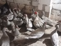 Ducks — الصورة 1