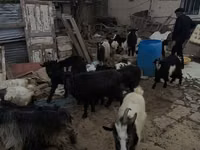 თხა, თხები — ფოტო 3
