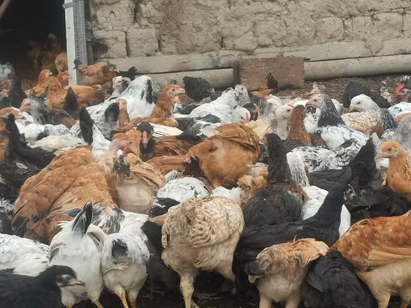 Chickens