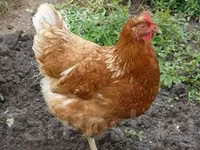 Chickens — Foto 6
