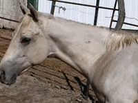 حصان, Quarter Horse — الصورة 3