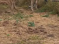 Krowa, Swiss cattle — zdjęcie 1