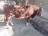 Бұқа, Simmental cattle — 3-сурет
