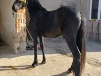 Koń, Friesian — zdjęcie 1