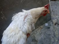 Chickens — foto 4