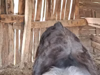 Bull, Swiss cattle — photo 3