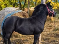 حصان, الخيول — الصورة 1