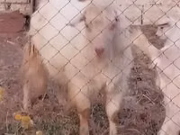Cabra, Cabras — foto 4