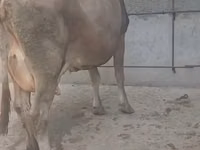 Vaca, Ganado vacuno — foto 8