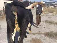 Vaca, Russian Black pied cattle — foto 7
