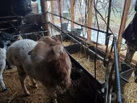 Ram, Sheep — photo 2