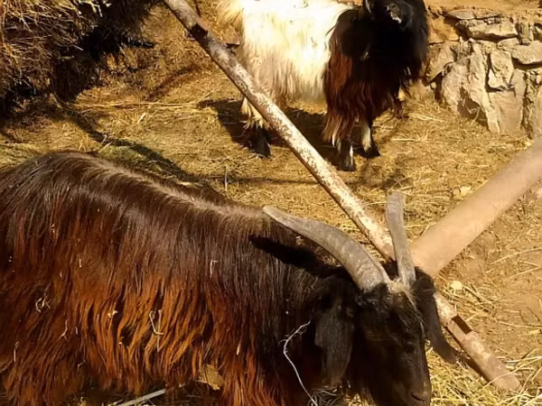 Cabra, Cabras