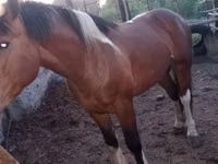 Aygʻir, Altai horse — 3-rasm