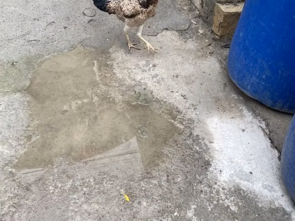Chickens