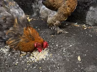 Brahma — Foto 2