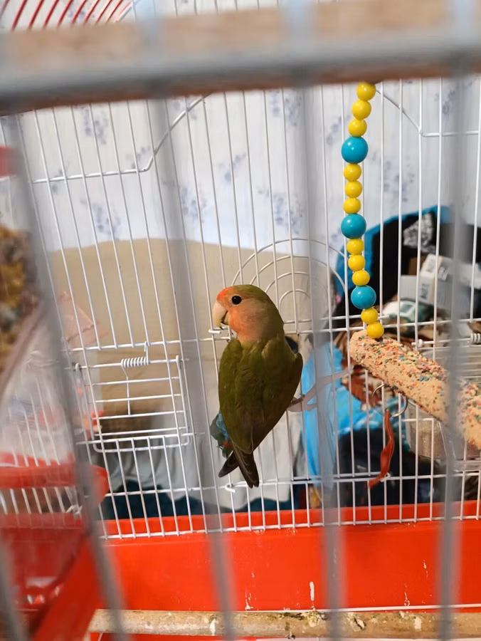 Məhsul: Agapornis (Sevgi quşu) bir ədəd nerazluçnik satılır qiymətli