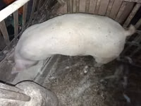 Sow, Pigs — photo 2