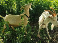 Ziege, Saanen goat — Foto 6