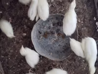 Turkeys — foto 6