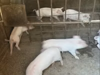 Säue, Schweine — Foto 5