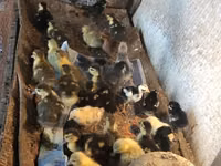 Ducks — foto 3