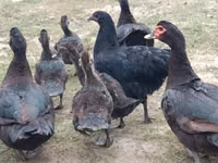 Ducks — الصورة 1