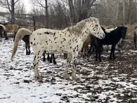Aygʻir, Mugalzhar horse — 2-rasm