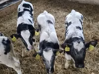 மாடுகள் (தொகுதி, பாலினம் குறிப்பிடப்படவில்லை), Simmental cattle — புகைப்படம் 1