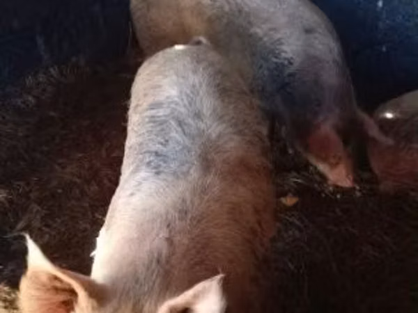 Sow, Pigs