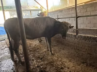 Cow, Swiss cattle — photo 6