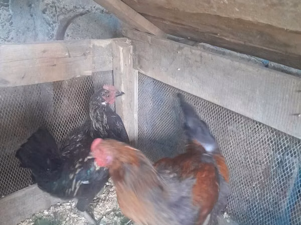 Chickens — Azerbaïdjan