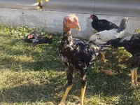 Chickens — photo 1