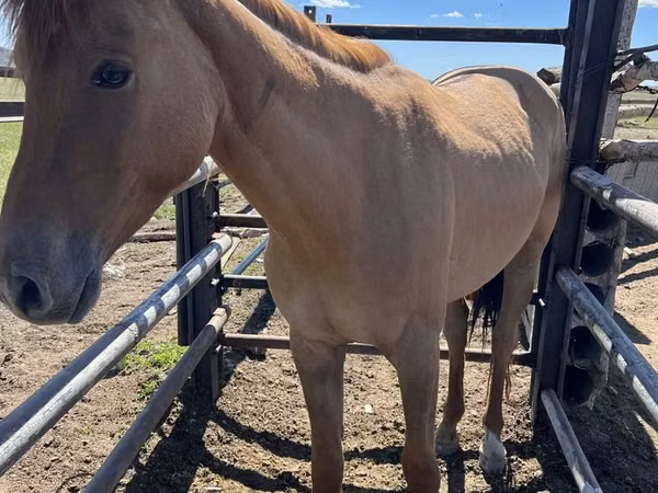 ცხენი, Kazakh horse