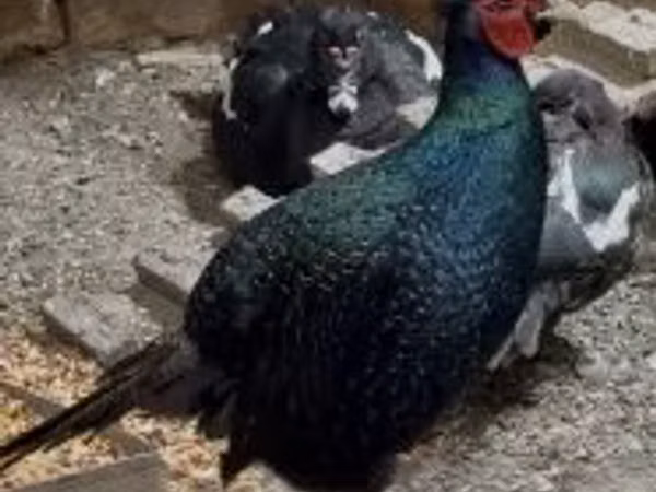 galinha dinamarquesa