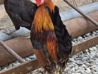 Chickens — foto 1