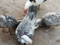 Ducks — foto 6