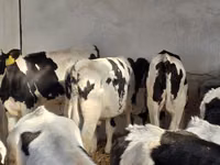 Toro, Russian Black pied cattle — foto 1