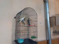 Nimçəsən (Cockatiel) quşları və qəfəs komplekti - Növ: Nimçəsən — Foto 1