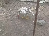 Chickens — 写真 7