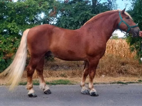 குதிரை, Noriker