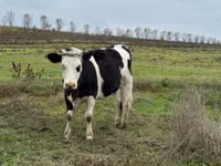 Сиыр, Russian Black pied cattle — 2-сурет