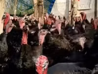 Turkeys — foto 2