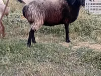 Owca, Owce — zdjęcie 2