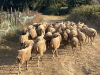 Widder, Schafe — Foto 4