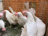 Leghorn — 3-rasm