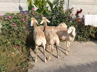 母羊, Sheep — 照片 5