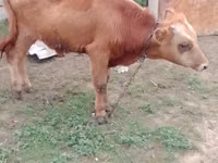Byk, Simmental cattle — zdjęcie 7